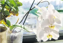  ?? ?? Ideal for the bedroom, orchids can improve sleep, promote relaxation and enhance feelings of calmness and peace