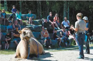  ?? ALEXANDRE SHIELDS LE DEVOIR ?? L’enveloppe globale de trois millions offre un répit d’au plus deux années aux neuf institutio­ns muséales désignées, dont le Zoo sauvage de Saint-Félicien, qui compte plus de 1000 animaux.