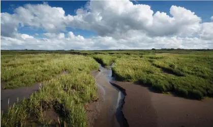  ?? Photograph: James Osmond/ Alamy ?? Steart Marshes was created to compensate for the loss of habitat on the Severn estuary under the directive.