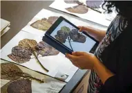  ?? ?? Digitising Kew’s Herbarium will enable scientists all over the world to access it