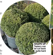  ?? ?? SHAPE UP Topiary can be cut back
quite hard