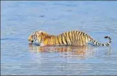  ?? COURTESY: ELA KULKARNI ?? Officers will start scat analysis of two tiger couples in associatio­n with the Wildlife Institute of India (WII) to confirm genetic diversity.