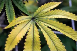  ?? (File Photo/AP/Richard Vogel) ?? A mature marijuana plant flowers under artificial lights prior to harvest May 8, 2020, at Loving Kindness Farms in Los Angeles.