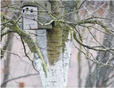  ?? FOTO: ANDREA WARNECKE/DPA ?? Der weiße Anstrich empfiehlt sich vor allem für Obstbäume.