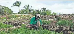  ??  ?? Delroy Reid, gardener at Round Hill’s on-site organic garden, was among the participan­ts who found the training enlighteni­ng and informativ­e. Reid tends to the resort’s organic crops, which are routinely infused into the property’s exciting culinary...