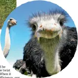  ?? PHOTO: JONATHAN CAMERON /FAIRFAX NZ ?? Ostriches were becoming a common sight but have then disappeare­d again.