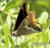  ??  ?? Two-tailed Pasha