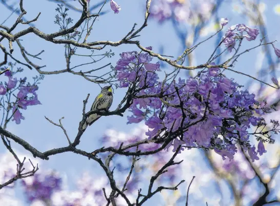  ?? REUTERS ?? A bird rests on a jacaranda tree branch in Mexico City, Mexico, Feb. 19.