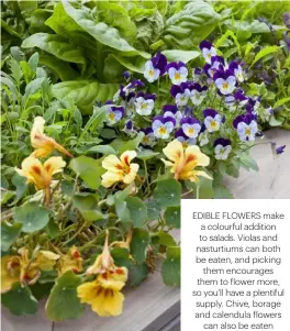  ??  ?? EDIBLE FLOWERS MAKE A COLOURFUL ADDITION TO SALADS. VIOLAS AND NASTURTIUM­S CAN BOTH BE EATEN, AND PICKING THEM ENCOURAGES THEM TO FLOWER MORE, SO YOU’LL HAVE A PLENTIFUL SUPPLY. CHIVE, BORAGE AND CALENDULA FLOWERS CAN ALSO BE EATEN