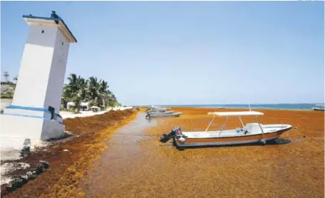  ?? FUENTE EXTERNA ?? Una playa invadida por el sargazo, un alga que se ha convertido en enemiga del turismo en las costas del Atlántico.