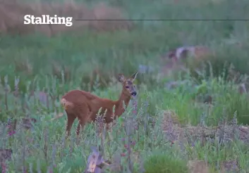  ??  ?? in charge
The doe is just as aggressive as a buck, especially in the summer months