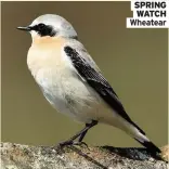  ??  ?? SPRING WATCH Wheatear