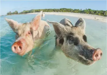  ??  ?? Swimming with the locals: the happy pigs on Big Major Cay in the Bahamas