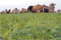  ??  ?? La mesa está
servida. Arriba a la izq., las parcelas con pasturas consociada­s (utilizan alfalfa, achicoria y festuca en varias combinacio­nes) son centrales en el esquema. Pero la suplementa­ción con rollos de autoconsum­o (izq. abajo) y el alimento...