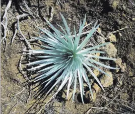  ?? The Associated Press ?? This photo provided by the National Park Service shows a rare silverswor­d plant that had been removed by a visitor at Haleakala National Park in Hawaii.