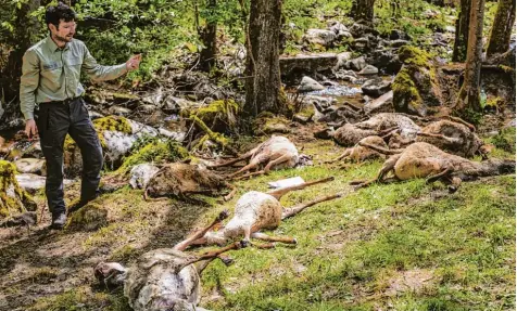  ?? Foto: Christoph Schmidt, dpa ?? Die getöteten Tiere waren erst vor kurzem auf eine Weide gebracht worden.