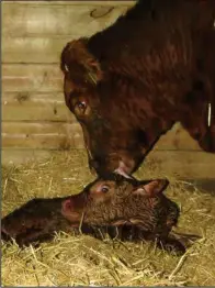  ??  ?? The newborn calf’s ability to cope with cold weather means the calf needs to rise quickly after birth and find its food and life source from its mother. (NDSU photo)