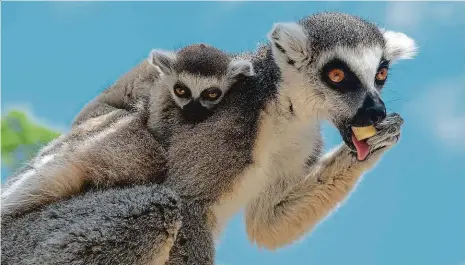  ?? Foto: Michal Turek, MAFRA ?? Loki a Lenny Mláďata lemurů se měla včera při křtu v pražské zoo k světu. Samice se i s potomstvem nechala nalákat k focení díky nabídce čerstvého ovoce a zeleniny.