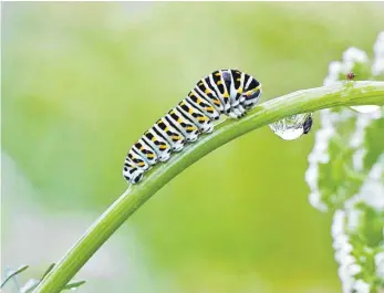  ?? FOTO: C. STENNER/IMAGO IMAGES ?? Die Raupe des besonders geschützte­n Schwalbens­chwanzes: Verpuppt sie sich auf einer einjährige­n Blühfläche, die im Herbst oder Winter umgebroche­n wird, bedeutet das ihr Ende.