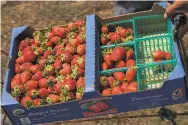  ??  ?? Strawberri­es at Swanton Berry Farm in Pescadero.