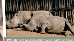  ??  ?? LINKS: Die twee boesemmaat­jies Lolli en Lotti stap sy aan sy in die speelkamp. BO: Die blinde Thula en haar kêrel wat haar oppas, Nenkani, ontspan heerlik in die wintermidd­agsonnetji­e.