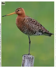  ??  ?? 2 Black-tailed Godwits (a Hvolsvöllu­r, Iceland, 9 June 2016; b Arkenheems­e Polder, The Netherland­s, 16 April
2009). These breeding-plumaged birds illustrate the variation between the islandica (left) and limosa forms. The former averages a deeper, richer red on the head and neck, with this colour extending onto the flanks. The latter averages a paler orange colour, with this restricted to the head and neck (the basal colour of the flanks is white). The upperparts also tend to be more uniform greyish in the latter with less spangling, although moulting islandica may also simulate this appearance. 2a