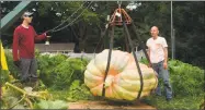  ?? Cassandra Day / Hearst Connecticu­t Media ?? Matt DeBacco, left, and his father, Jim, weigh one of six giant pumpkins he grew this season in his backyard garden in Rocky Hill.