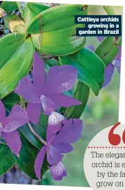  ?? ?? Cattleya orchids growing in a garden in Brazil