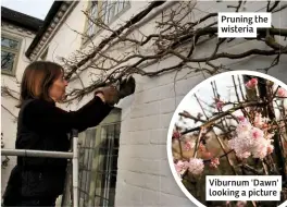  ??  ?? Pruning the wisteria