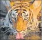  ?? HT FILE ?? A tiger in Ranthambho­re.