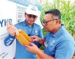  ??  ?? EARS OF THE CORN OF THE FUTURE – Adrian Manza and Asham Zahid of the DuPont office in Malaysia examine the big ears of P3530YHR which has high-quality kernels with high shelling recovery. Hybrid corn is an important crop in the Philippine­s to support...