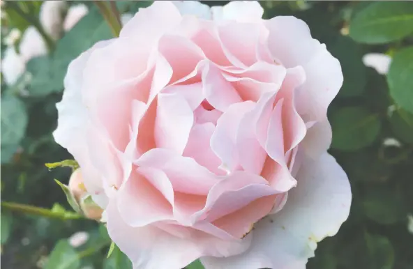  ?? PHOTOS: SELECT ROSES ?? Dylan Rose is an easy-care soft pink with a nice fragrance. Breeders have been working to develop versatile garden roses resistant to disease.