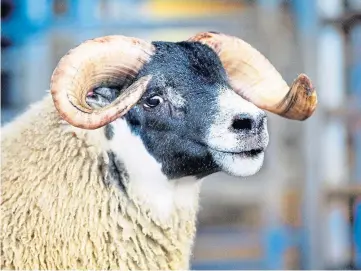  ??  ?? NEW RECORD: This Blackface ram lamb fetched £200,000 at the Dalmally sale.