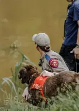  ??  ?? Remington, 9, a Labrador retriever mix, is the finalist in the search and rescue category.