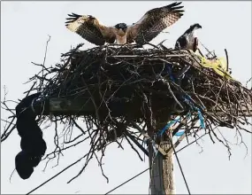  ?? Hearst Connecticu­t Media file photos ?? A pair of Ospreys nest on a utility pole at Norwalk’s Veteran’s Memorial Park in 2019.