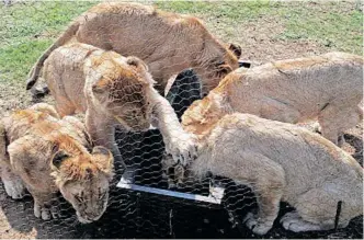  ?? SUPPLIED ?? CUBS found during a Four Paws investigat­ion into a lion breeding and petting farm for canned hunting in the Free State.
|