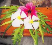  ??  ?? The tropical flowers of Fiji are omnipresen­t.