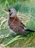  ??  ?? THRUSH FAMILY: Fieldfares are springtime visitors. Photo: Birdwatch Ireland