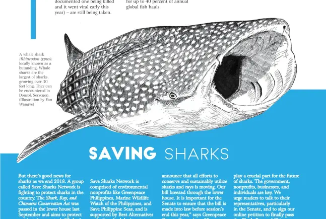  ??  ?? A whale shark (Rhincodon typus), locally known as a butanding. Whale sharks are the largest of sharks, growing over 30 feet long. They can be encountere­d in Donsol, Sorsogon. (Illustrati­on by Van Wangye)