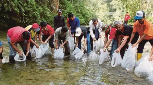  ??  ?? PELEPASAN benih ikan kelah di Sungai Kenaboi, Jelebu oleh kakitangan Jabatan Perikanan Negeri Sembilan.
