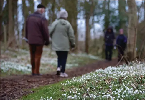  ??  ?? A carpet of snowdrops