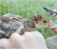  ?? USA TODAY PHOTO/VINNIE JOHNSON ?? Baby turkeys, called poults, can move and run immediatel­y after hatching. It only takes 14 days for them to be able to fly away from predators on their own.