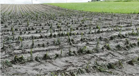  ?? Foto: Marcus Merk ?? Örtliche Gewitter mit Folgen: Ein einzelner Hagelschau­er hat einem Landwirt in Ehingen im Landkreis Augsburg die Maisernte ruiniert. Nur wenige Kilometer weiter fiel kein Tropfen Wasser vom Himmel.