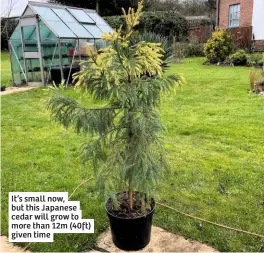  ??  ?? It’s small now, but this Japanese cedar will grow to more than 12m (40ft) given time