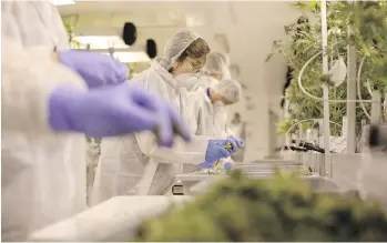  ?? CHAD HIPOLITO/THE CANADIAN PRESS ?? Production staff harvest marijuana plants inside the flowering room at United Greeneries in Duncan.