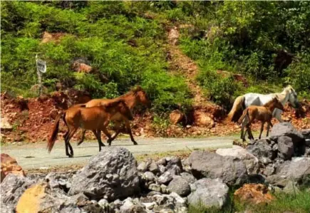  ?? Photo by Dave Leprozo Jr. ?? GRAZING. Free ranging horses abound the Lepanto Mines tailings dam number 5 as grasses in the decomissio­ned tailings are deemed fit for consumptio­n of domestic animals.