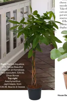  ?? ?? Right Pachira Aquatica, £79, House Beautiful Collection at Homebase. Faux succulent, £29.50, Oliver Bonas
Top right Aeschynant­hus Japhrolepi­s, from £28.99, Beards & Daisies