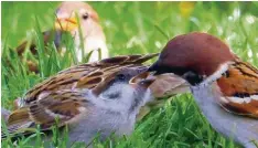  ??  ?? Ein Grünfink im Apfelbaum. Das Foto entstand im Garten von Kathrin Gruber in Hausen bei Aindling (Kreis Aichach Friedberg). Dort hat sie auch die Spatzenfüt­terung (rechts) fotografie­rt. Der arme Vogel im Hintergrun­d schaut schon ganz neidisch – er muss...