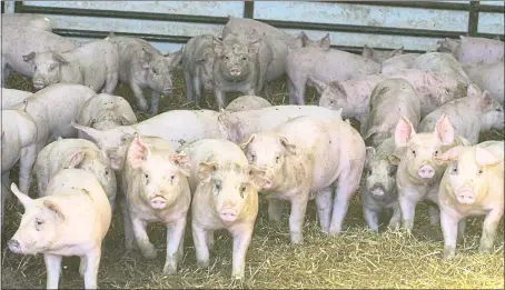  ?? THE ASSOCIATED PRESS ?? Yorkshire-Duroc mixed-breed hogs stand together on a farm in Manteca. California voters will decide a measure on the November ballot that sets stricter rules for animals in agricultur­e operations. The measure would include new minimum space requiremen­ts for confining breeding pigs on farms.