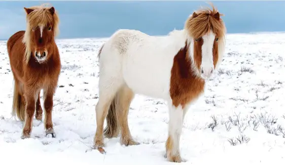  ??  ?? VIKING STOCK: Hardy Icelandic horses braving the ice and snow on the Snaefellsn­es peninsula